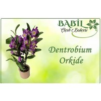 dentrobium orkide
