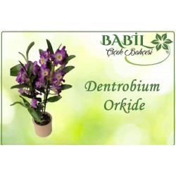 dentrobium orkide