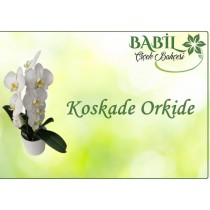 koskade orkide