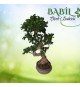 Bonsai ağacı