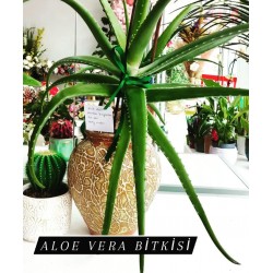Aloe vera bitkisi