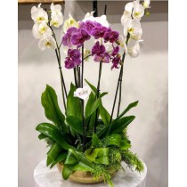 Gold saksıda 6 dal orkide aranjmanı