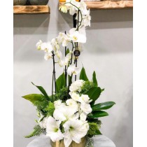 Bol çiçekli, krom saksıda 3 dallı orkide aranjmanı