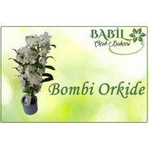 Bombi orkide