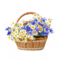 sepette mavi beyaz kır çiçekleri 