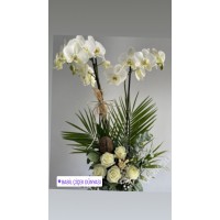 beyaz güllü orkide
