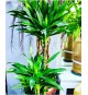 Dracaena bitkisi