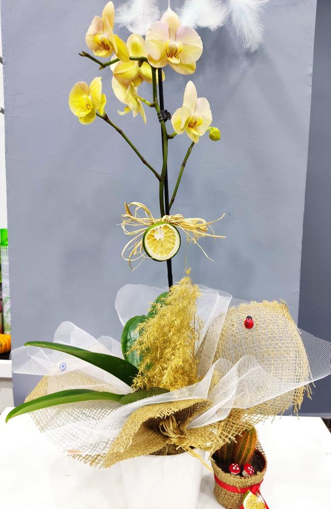 Saksıda Tek Dal Sarı Orkide