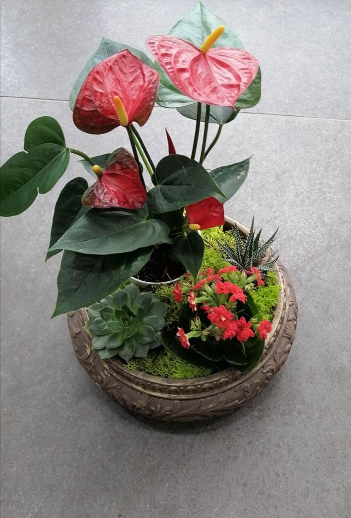 Saksıda Antoryum ve Skulent