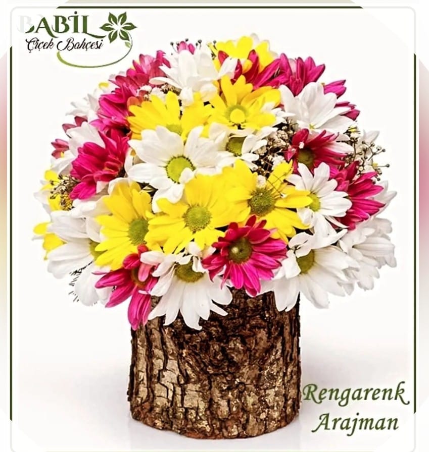 Kütükte Rankli Papatya Aranjman